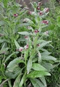 Cynoglossum offcinale